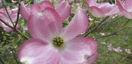 Taschentuchbaum und Blumen-Hartriegel