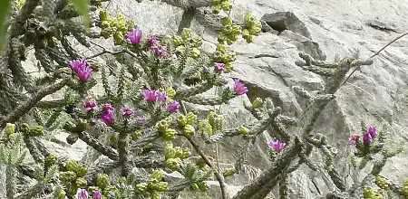 Die Opuntien, anspruchslose Überlebenskünstler