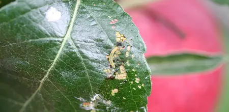 EU verbietet bienenschädliche Pflanzenschutzmittel