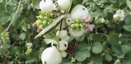 Die Schneebeere