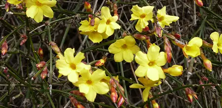 Winterjasmin, Nacktblütiger Jasmin