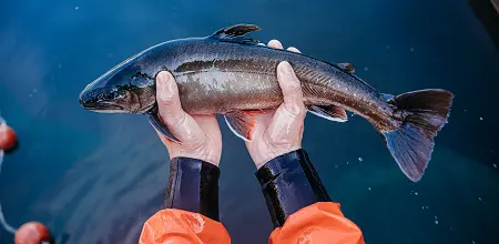 Die Fischzucht Schiefer
