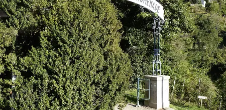 Der Buchsbaum