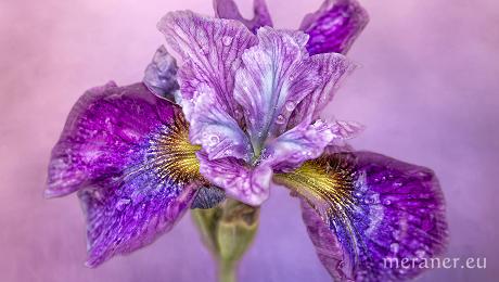 IGPOTY 2025: Meisterhafte Gartenfotografie in den Gärten von Schloss Trauttmansdorff