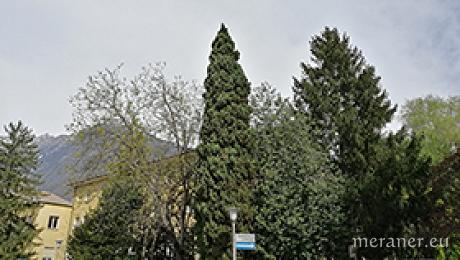 Fällung von Bäumen in der Rossinistraße
