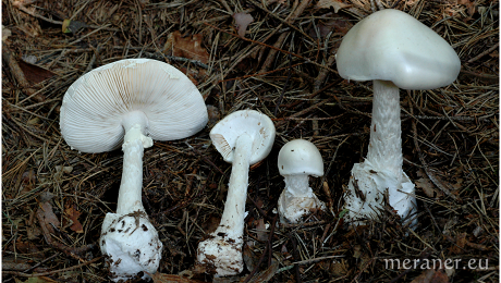 Geheimnisse der Pilze werden in Meran gelüftet