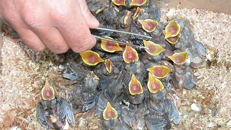 Pflegezentrums für Vogelfauna Schloss Tirol